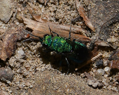 Chrysididae