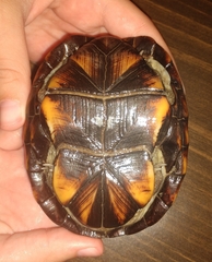 Kinosternon subrubrum