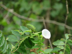 Calystegia sepium