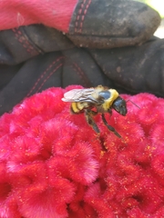 Bombus sonorus