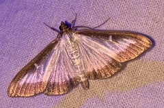 Cydalima perspectalis