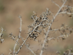 Baccharis artemisioides