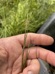Schizachyrium scoparium