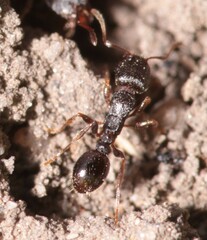 Tetramorium caespitum