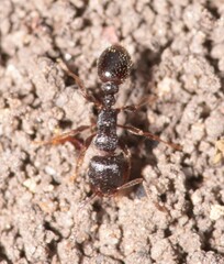 Tetramorium caespitum