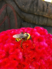 Bombus sonorus