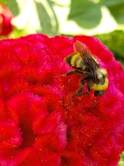Bombus sonorus