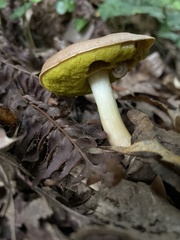Boletaceae