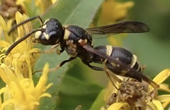 Parancistrocerus
