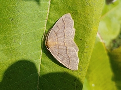 Lambdina fiscellaria