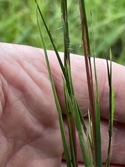 Schizachyrium scoparium
