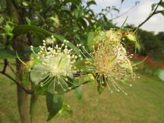 Myrtaceae