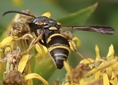 Parancistrocerus