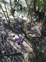 Hardenbergia violacea