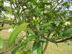Myrtaceae