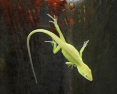 Anolis carolinensis