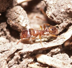 Tetramorium caespitum