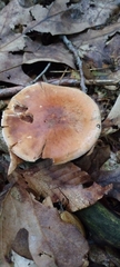 Russulaceae