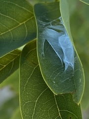 Saucrobotys futilalis