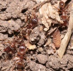 Tetramorium caespitum