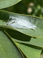 Saucrobotys futilalis