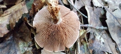 Russulaceae