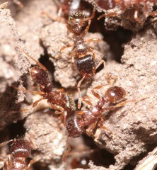 Tetramorium caespitum