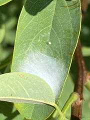 Saucrobotys futilalis