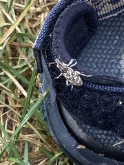 Cyphocleonus achates