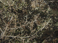 Baccharis artemisioides