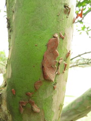 Myrtaceae