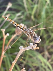 Sympetrum corruptum