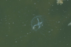 Craspedacusta sowerbii