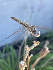 Sympetrum corruptum