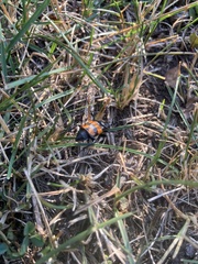 Nicrophorus defodiens