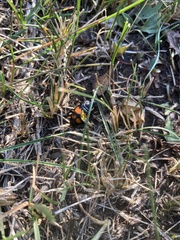 Nicrophorus defodiens