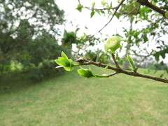 Myrtaceae