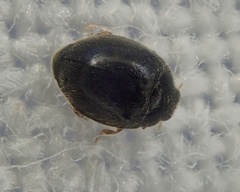 Stethorus pusillus