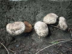Chlorophyllum brunneum