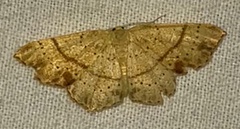 Cyclophora punctaria