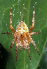 Araneus diadematus