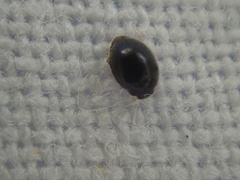 Stethorus pusillus