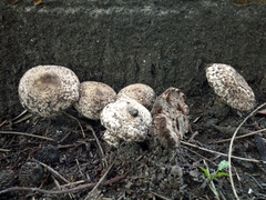 Chlorophyllum brunneum