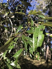 Alphitonia excelsa