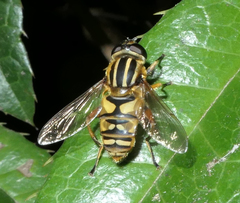 Helophilus pendulus