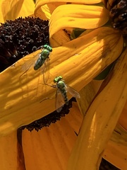 Condylostylus caudatus