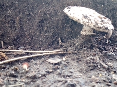 Chlorophyllum brunneum