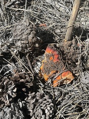 Hypomyces lactifluorum