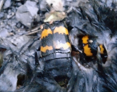 Nicrophorus tomentosus