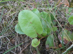 Epigaea repens
